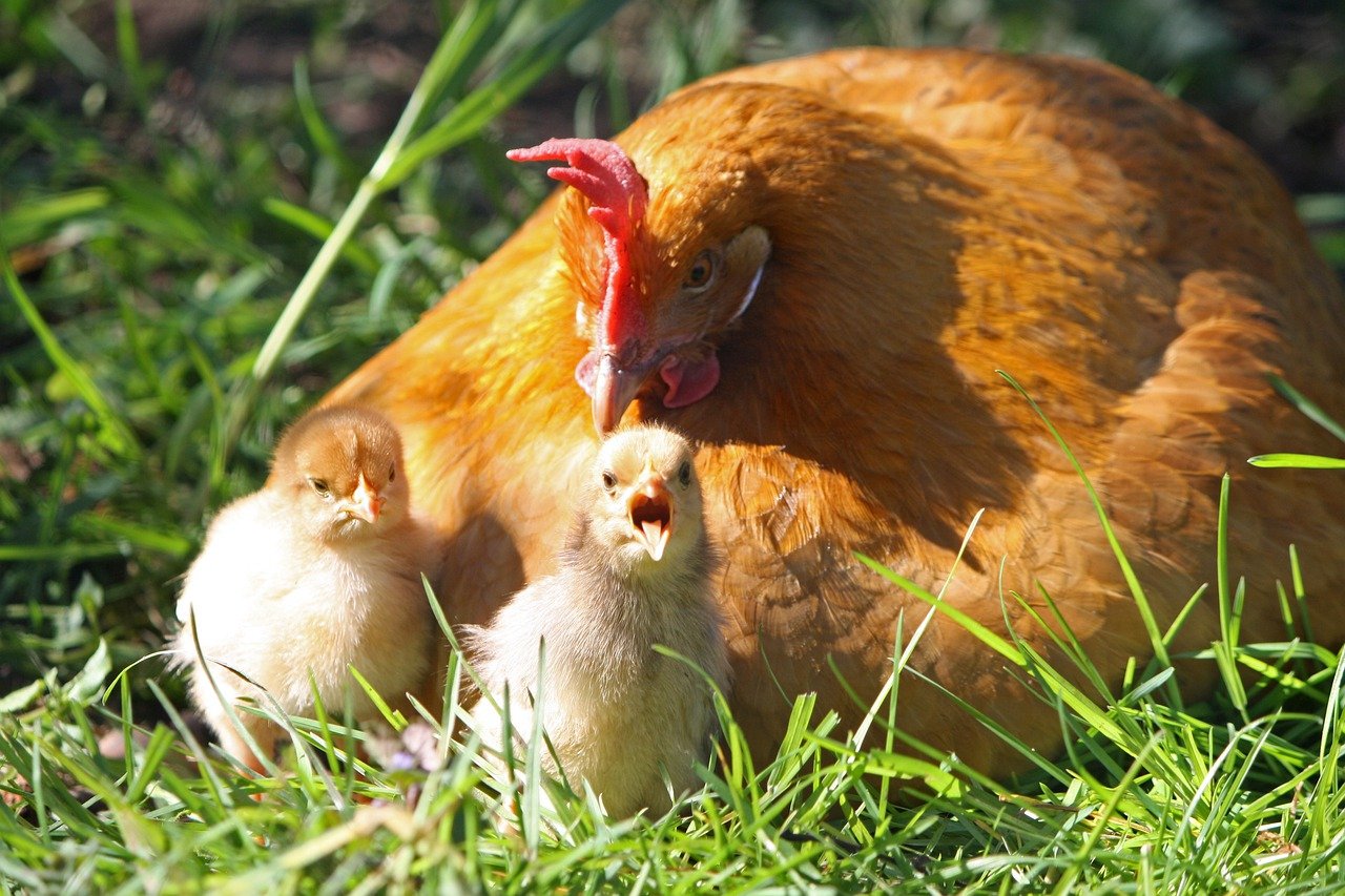 Read more about the article Foxes and Hens