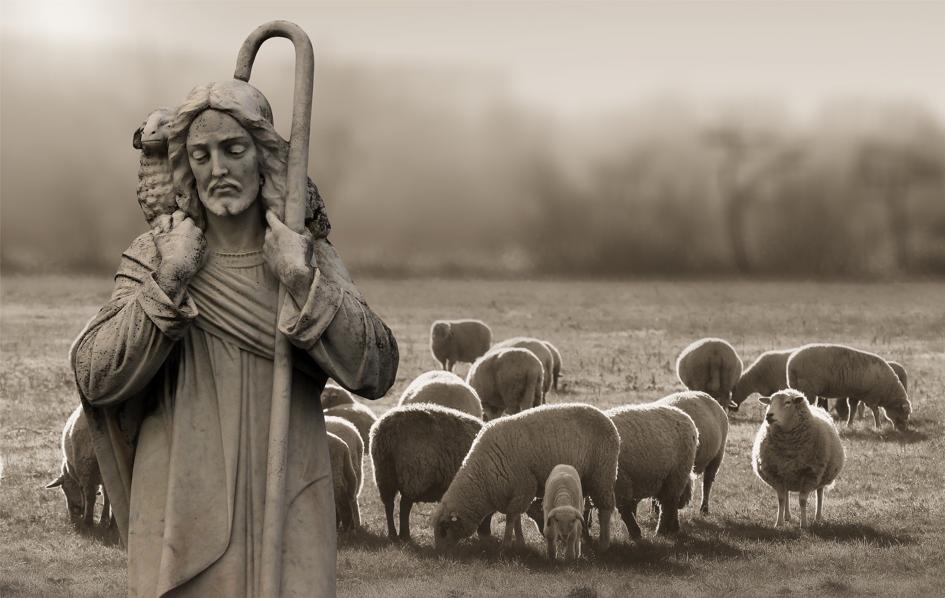 Read more about the article The Shepherd