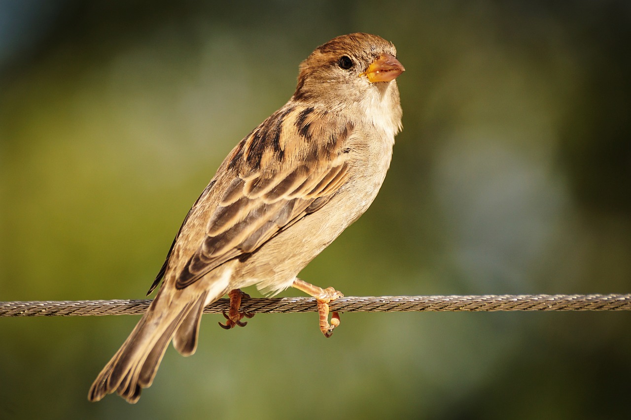 Read more about the article His Eye is on the Sparrow